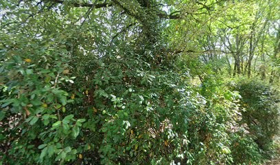 Cardoso Manuel, Couvreur à Gignac